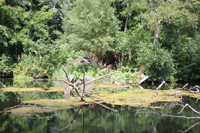 Deep green forest - free image