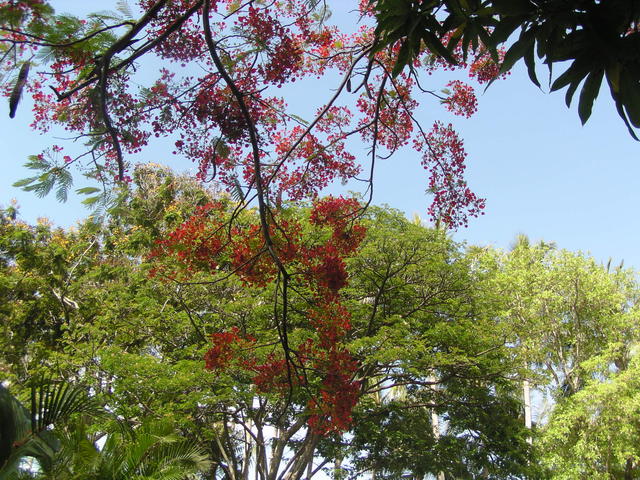 Delonix Regia flowers - free image