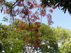 Delonix Regia flowers