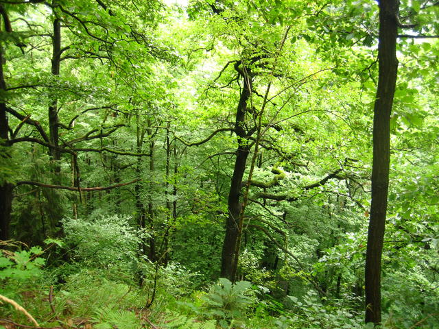 Dense forest - free image