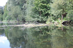 Dense forest and river