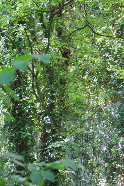 Dense green  forest - free image