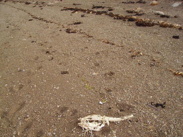 deserted beach - free image