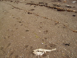 deserted beach