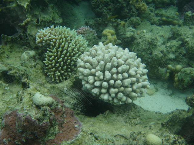 Different type of corals - free image