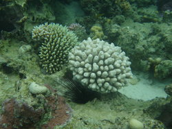 Different type of corals