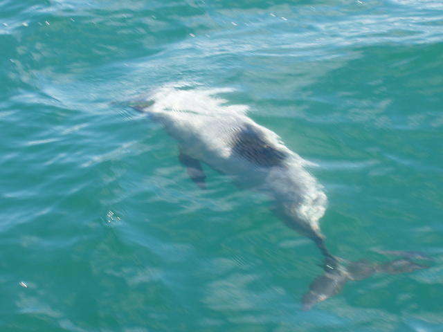 Dolphin - free image