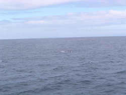 dolphin fins from afar