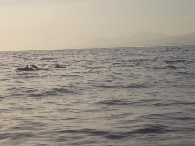 dolphins - free image