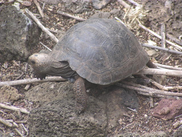 Dome-shaped Tortoise - free image