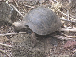 Dome-shaped Tortoise