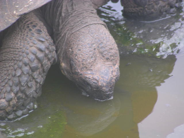 dome shaped tortoise - free image