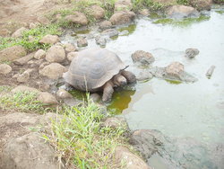 dome shaped tortoise