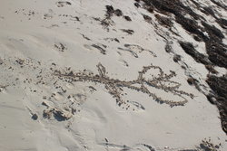 doodle on a beach