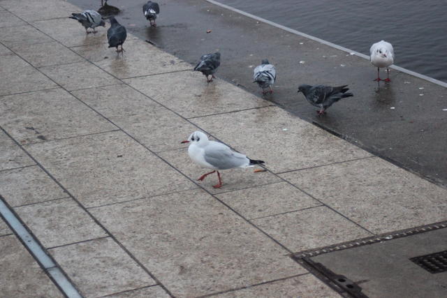 Doves and sea gulls - free image