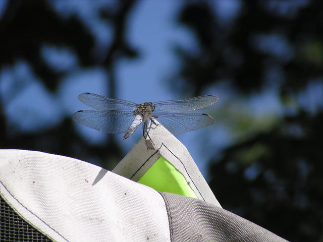 dragonfly - free image