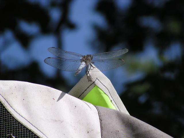 Dragonfly - free image