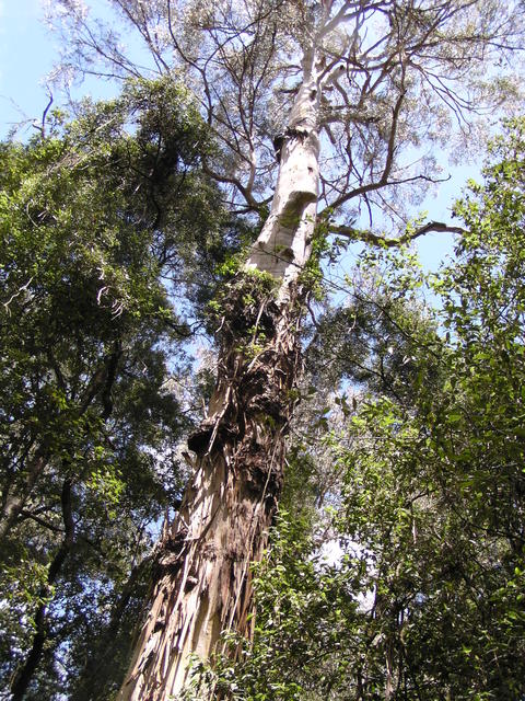 dried trunk - free image