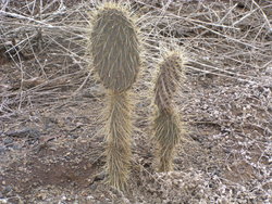 dry cactuses