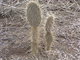 dry cactuses