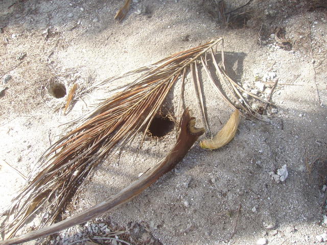 Dry coconut leaves - free image