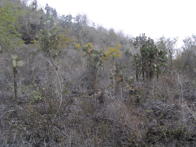 dry plants - free image