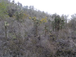 dry plants