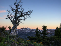 Dry tree