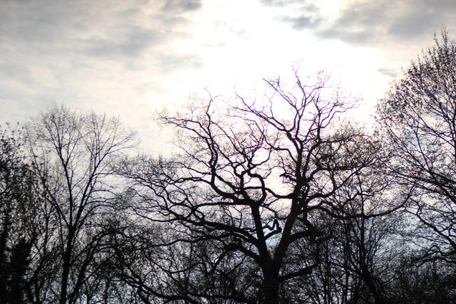 dry trees - free image