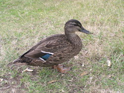 duck