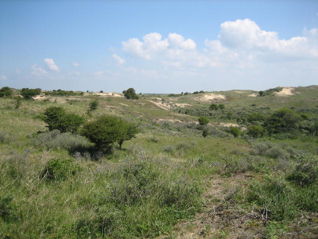 Dunes in the netherlands - free image