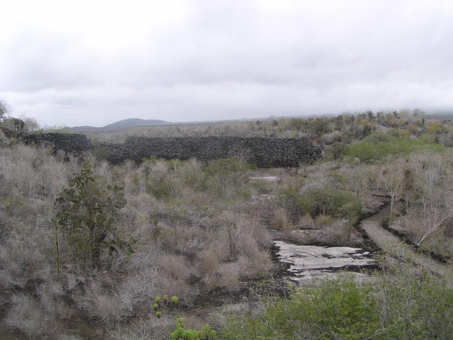 dying forest - free image