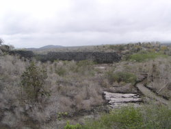 dying forest