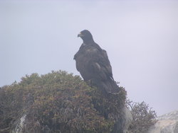 Eagle on the rock