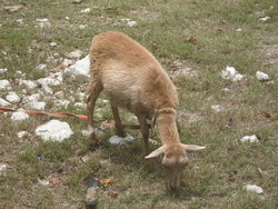 eating grass