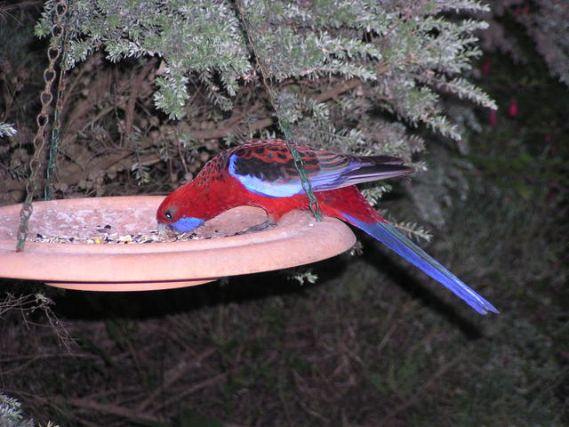 Eating some seeds - free image