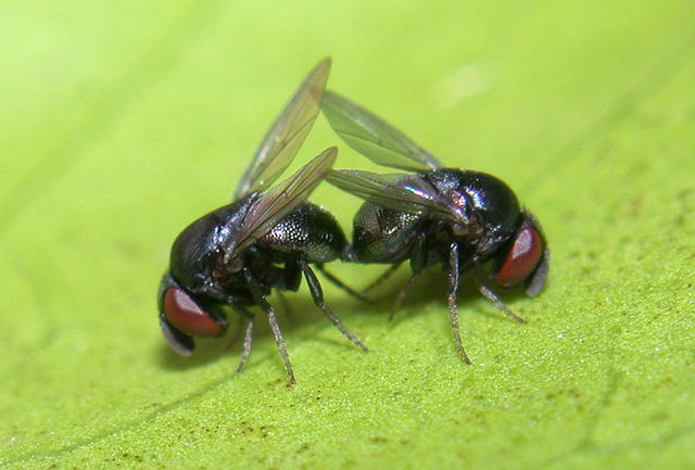 Ebony flies - free image