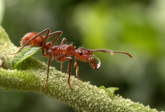 Ectatomma tuberculatum - free image