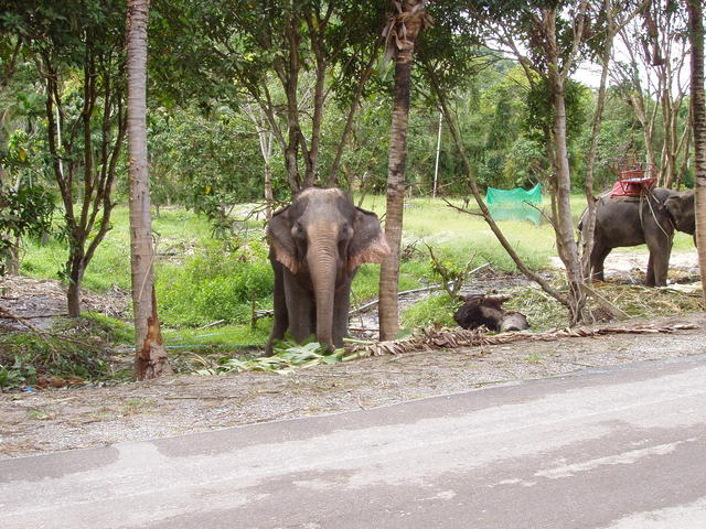 elephant - free image