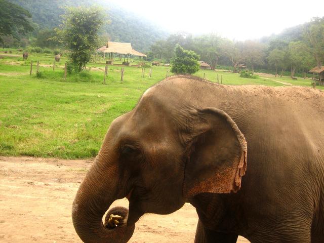 elephant - free image