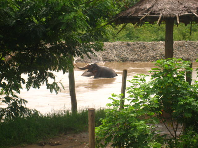 Elephant - free image