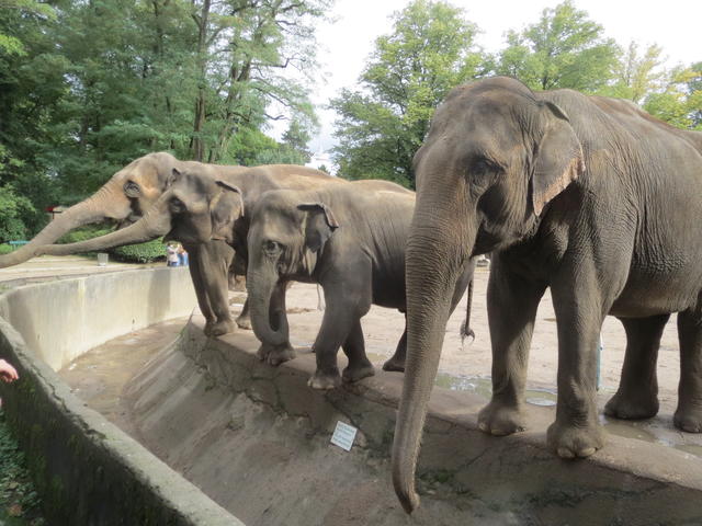 Elephants in zoo. - free image