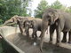 Elephants in zoo.