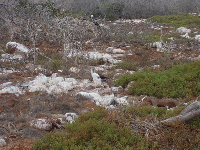 endangered booby chick - free image