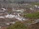 endangered booby chick