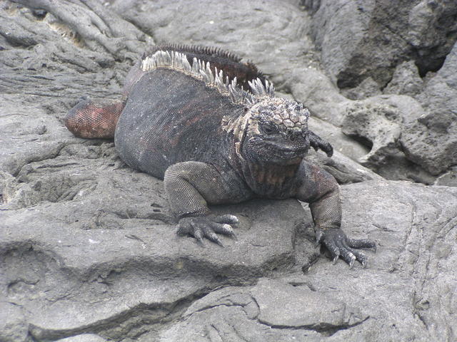 endemic iguana - free image