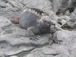 endemic iguana