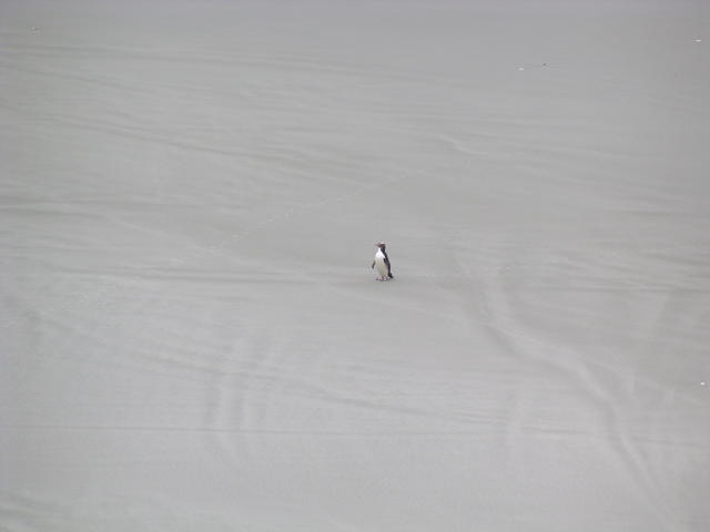 Erect Crested Penguin - free image