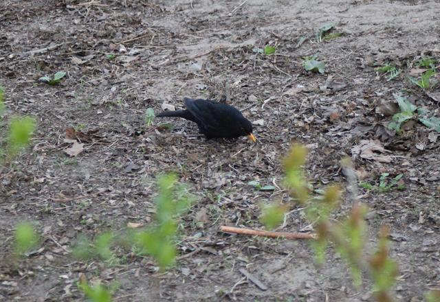 european starling - free image