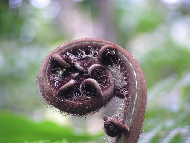 exotic Australian plant - free image